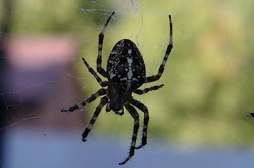 czekając na jedzenie #pająk #pająki