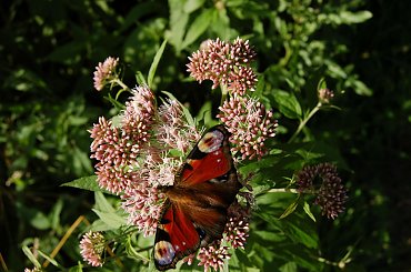 ...ulotne #FaunaIFlora #zwierzęta