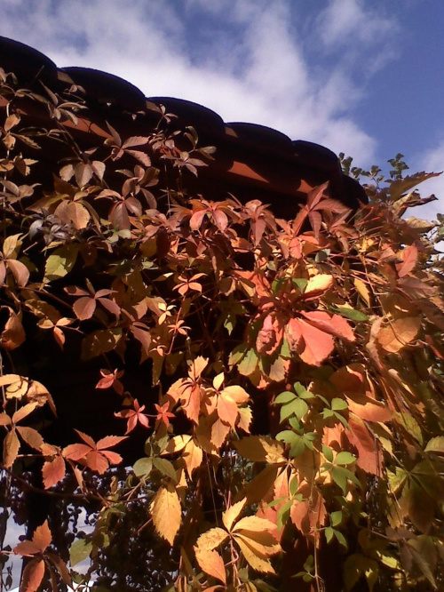 kolory jesieni #jesień #kolor #natura