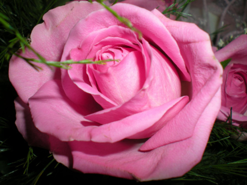 różowa róża