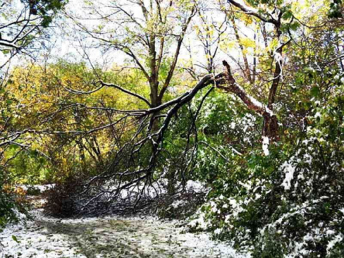 Parkowe drzewa połamały się pod ciężarem pierwszego jesiennego śniegu :(