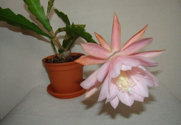 Epiphyllum CGS-XV