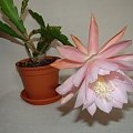 Epiphyllum CGS-XV