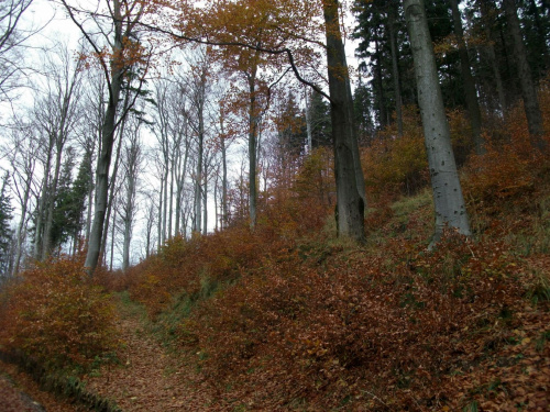 Bukowy,jesienny las :)