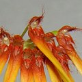 Bulbophyllum hirundinis