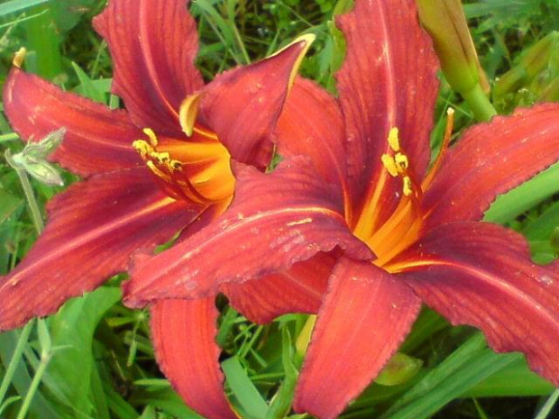 Hemerocallis x hybrida 'Crimson Pirate' (Liliowiec ogrodowy)