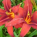 Hemerocallis x hybrida 'Crimson Pirate' (Liliowiec ogrodowy)