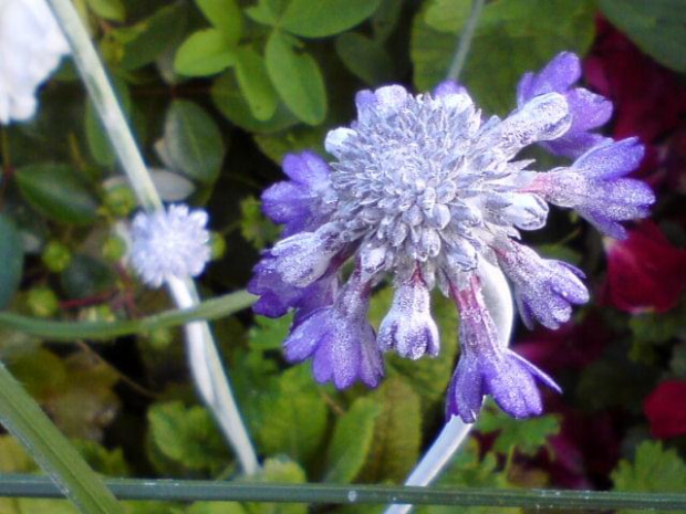 Primula capitata 'Salvana'