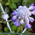 Primula capitata 'Salvana'