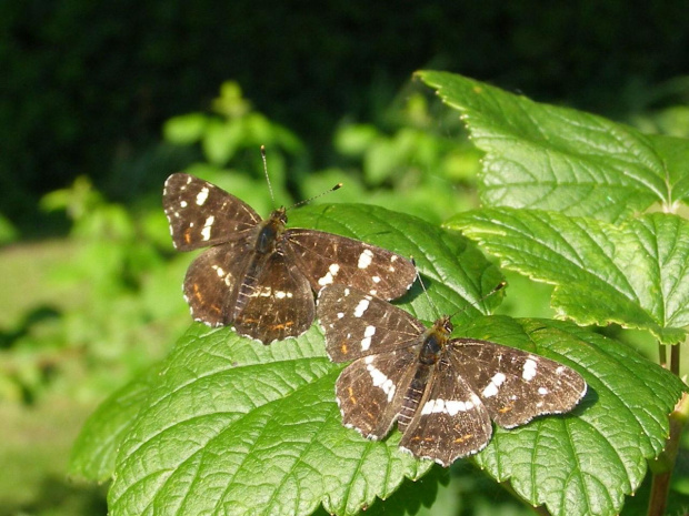 Rusałka kratkowiec