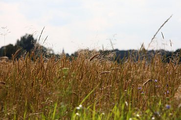 #Bralin #lato #łąki #kwiaty #zboże #owady