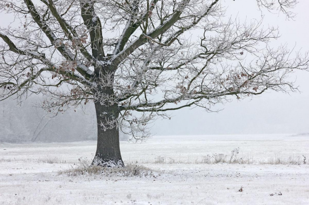 ulubione drzewo w zimowej szacie #szadź #śnieg