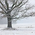 ulubione drzewo w zimowej szacie #szadź #śnieg