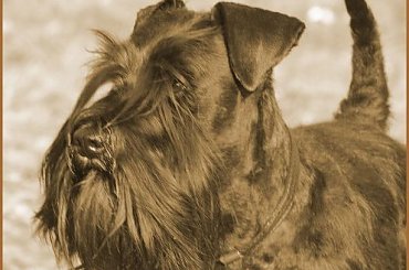 kielce2011 #champion #pies #sznaucer #wystawy #zibi