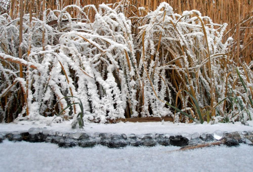 Zmrożona trzcina #zima #śnieg #mróz #szron #lód
