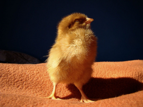 kurczak mały :)