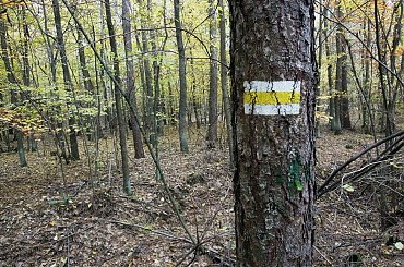 Żółtym do Ostromecka (Unisław) #rajd #drzewa #przyroda #szlak