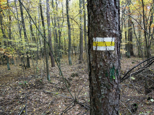 Żółtym do Ostromecka (Unisław) #rajd #drzewa #przyroda #szlak