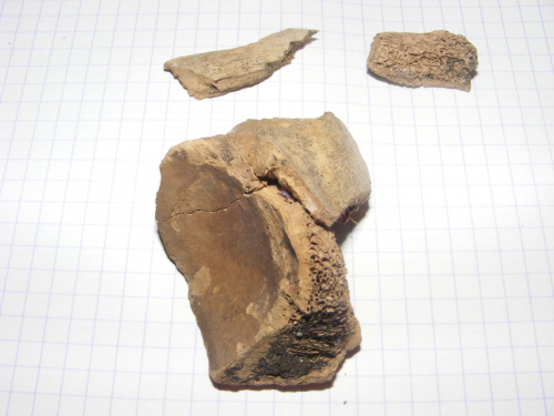 Fragment kości z torfu-była całością #Prehistoria