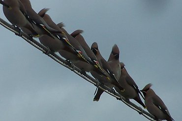 #zwierzę #ptak #stado