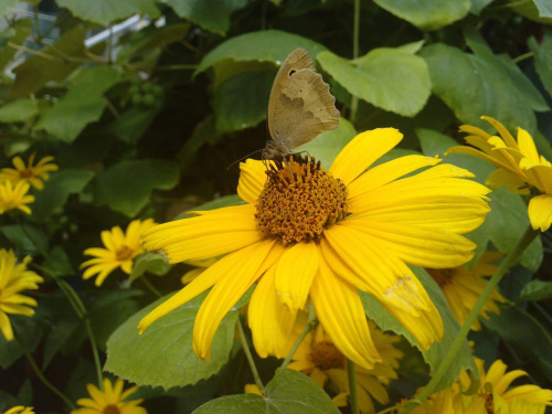 Motyl na moim ogródku. Zdjęcie robione telefonem LG ku990i. #kwiaty #motyl #motyle #ŻółtyMotyl