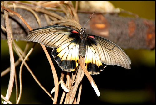 Motylki z poznańskiej motylarni