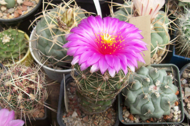 Thelocactus leucacanthus v ehrembergii