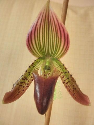 Paphiopedilum Senne Moor x callosum