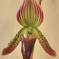 Paphiopedilum Senne Moor x callosum