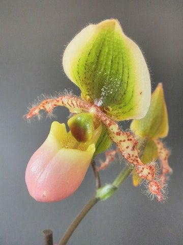 Paphiopedilum Piccolo