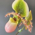 Paphiopedilum Piccolo