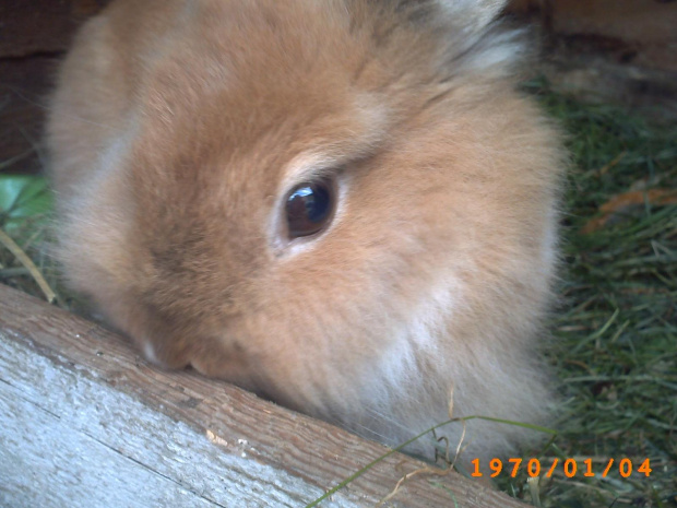 #zwierzęta #królik