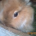 #zwierzęta #królik