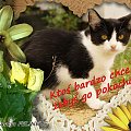 Fundacja Felineus #KotFundacjaFeliNesPomoc