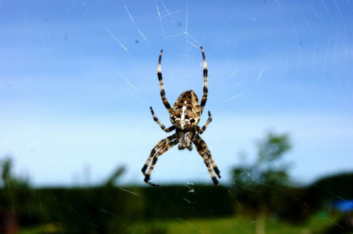 Malutki pracowity pajączek #pająk #przyroda #makro