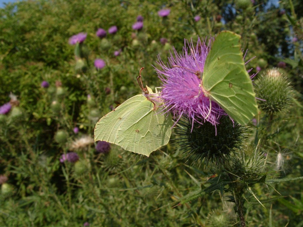 Gonepteryx rhamni #MotylMotyleNaturaListkowiec