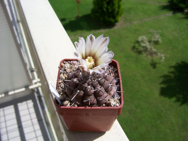 Gymnocalycium