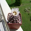 Gymnocalycium