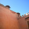 polskie bociany w Maroku