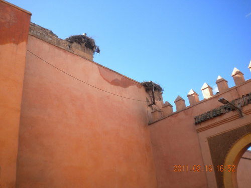 polskie bociany w Maroku