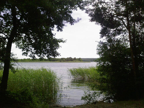 #jezioro #trzciny
