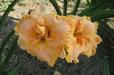 Liliowiec Autumn Memories #liliowiec