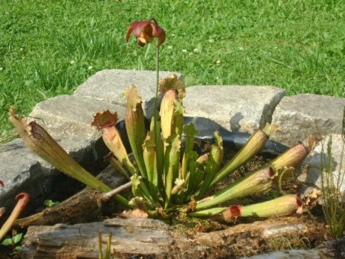 Sarracenia Purpurea x Leucophylla