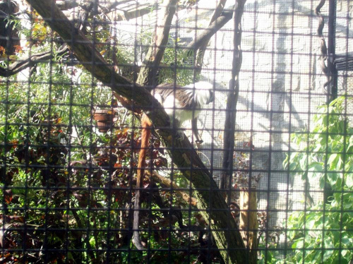 Tamaryna białoczuba #warszawa #zoo #zwierzęta