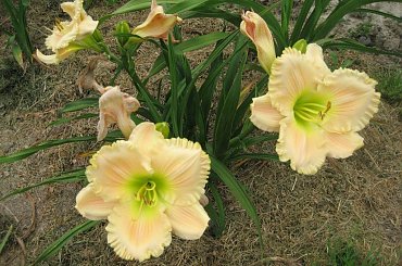 Liliowiec Must Be Heaven #liliowiec