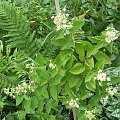 Hydrangea paniculata 'Darlido' DART'S LITTLE DOT
(Hortensja bukietowa) 'Darlido' DART'S LITTLE DOT