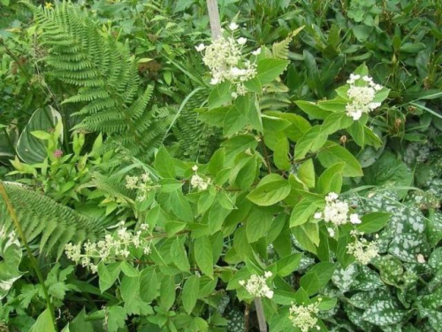 Hydrangea paniculata 'Darlido' DART'S LITTLE DOT
(Hortensja bukietowa) 'Darlido' DART'S LITTLE DOT