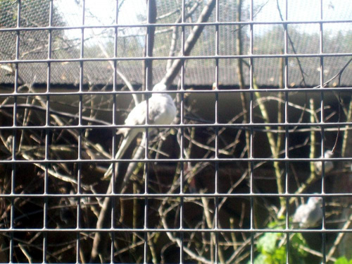 Gołąbek diamentowy #warszawa #zoo #zwierzęta