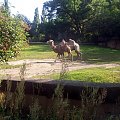 Wielbłądy #warszawa #zoo #zwierzęta