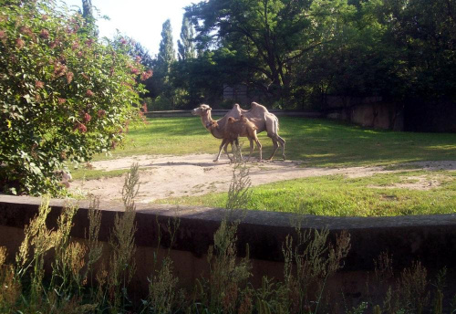 Wielbłądy #warszawa #zoo #zwierzęta